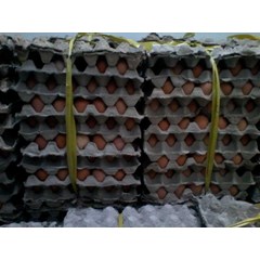 telur ayam