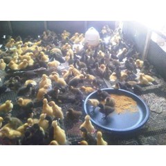 dod bebek hibrida