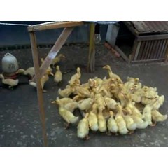 dod bebek peking f1