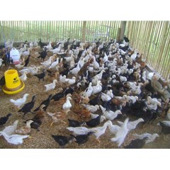 ayam kampung super dan asli