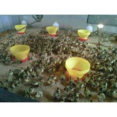 dod bebek lokal petelur