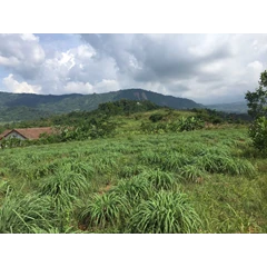 bibit sereh wangi partai 