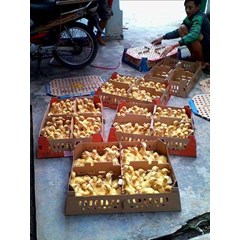 dod bebek peking f1