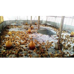 doc ayam petelur