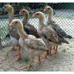 doc ayam philipin asli