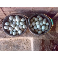 telur asin masir