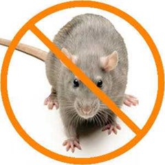 pest control rodent control (tikus)