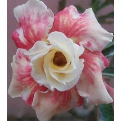 golden rose