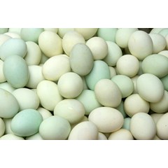 telur telor bebek itik palopo luwu timur sulawesi selatan