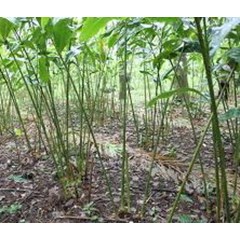 kapulaga cardamom sulawesi selatan