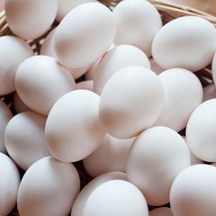 telur ayam kampung arab