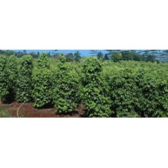 sale white pepper seeds