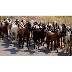 kambing makassar luwu timur sulawesi selatan