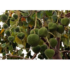 sell candlenut from tana toraja south sulawesi province indonesia