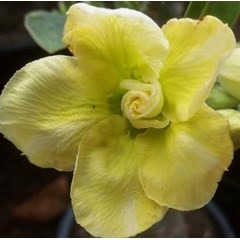 moon light yellow