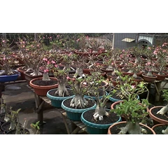 pohon pohon pilihan