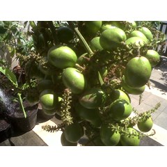 bibit tanaman buah : matoa