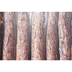 wallpaper dinding kayu, wallpaper dinding motif kayu