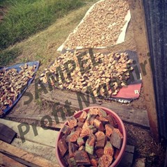 kayu bajakah potong miring