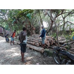 kayu jati