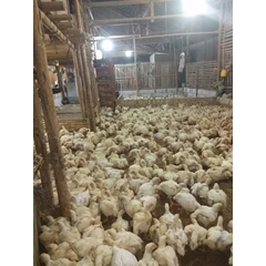ayam potong lengkap