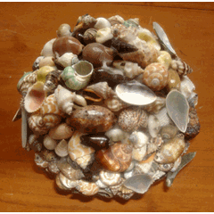sea shell ball / bola kerang laut