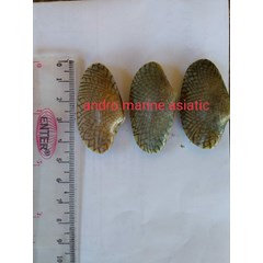 kerang batik hidup dan bekuan (frozen).makanan laut.