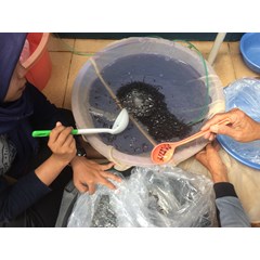 benih ikan / bibit ikan baung