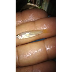benih ikan / bibit ikan jelawat