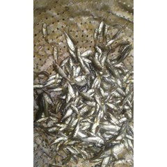 bibit ikan / benih ikan graskap