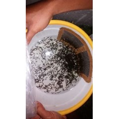 bibit ikan / benih ikan kakap putih