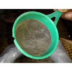 larva bawal benih ikan / bibit ikan