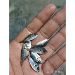 bibit ikan / benih ikan nila