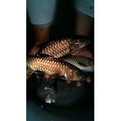 bibit ikan / benih ikan semah