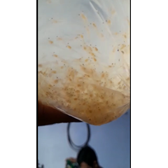 benur udang galah (bibit ikan / benih ikan)