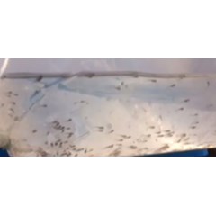 larva baung benih ikan / bibit ikan
