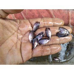 bibit ikan / benih ikan gurame (gurami)