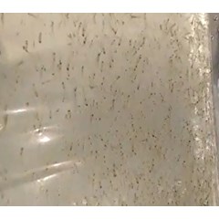 larva graskap benih ikan / bibit ikan
