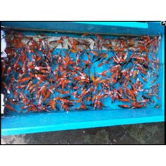 bibit ikan / benih ikan koi