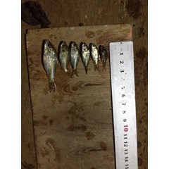 benih ikan / bibit ikan mas
