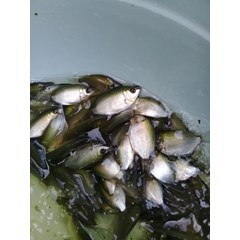 benih ikan / bibit ikan tembakang (tambakang)