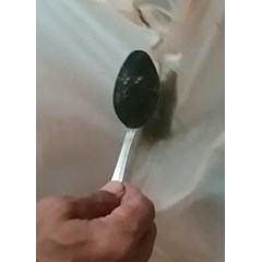 benih ikan / bibit ikan patin ukuran larva