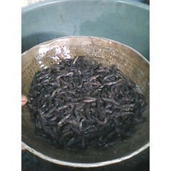 benih ikan / bibit ikan lele