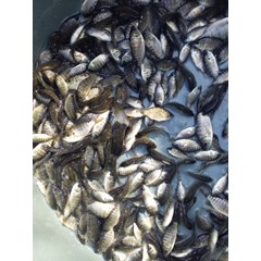 benih ikan / bibit ikan nila kekar