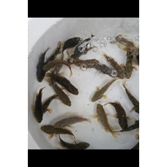 bibit ikan / benih ikan kerapu cantang (hybride grouper)
