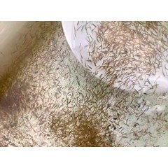 bandeng (milkfish) benih ikan / bibit ikan