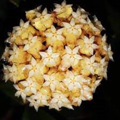 hoya sigilatis borneo