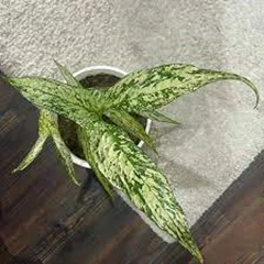 cyrtosperma cuspidipatum 