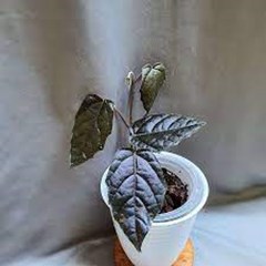 pterisanthes beccariana papua 