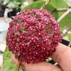 hoya sipitangensis